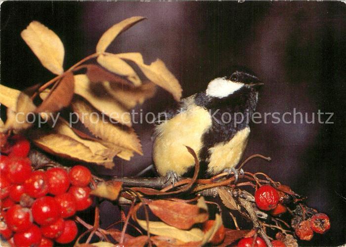 Voegel Birds Oiseaux Uccelli Pajaros-- Kohlmeise