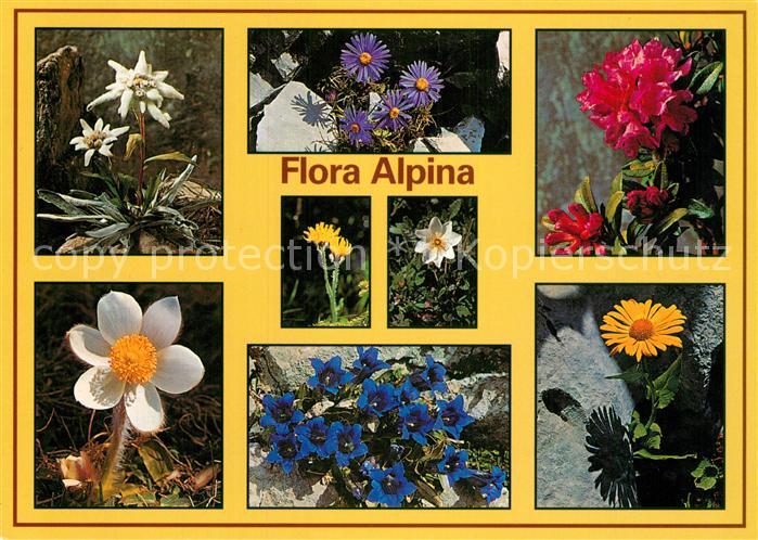Blumen Edelweiss Alpenaster Alpenrose Habichts