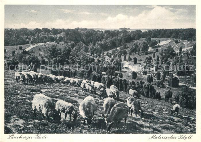 Schafe Lueneburger Heide