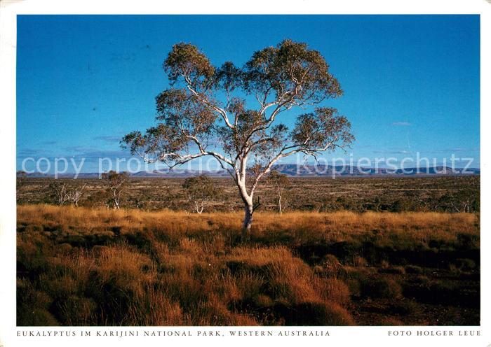 Baeume Trees Eukalyptus Karijini National Park Weste