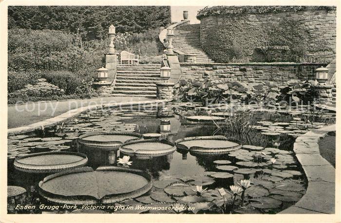 Essen Ruhr Gruga Park Victoria regia im Warmwasserbecken