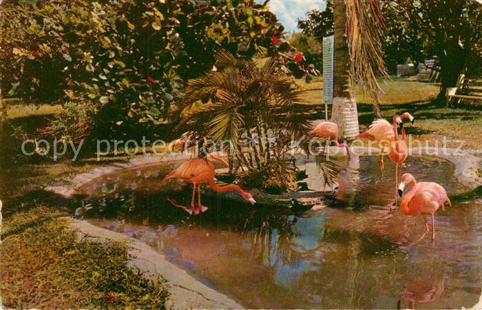 Miami Beach Tropical Floridas Graceful Flamingos