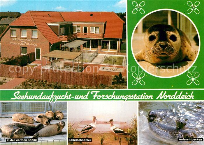 Norddeich Ostfriesland Seehundaufzucht- und Forschungsstation Seehund Saebelschn