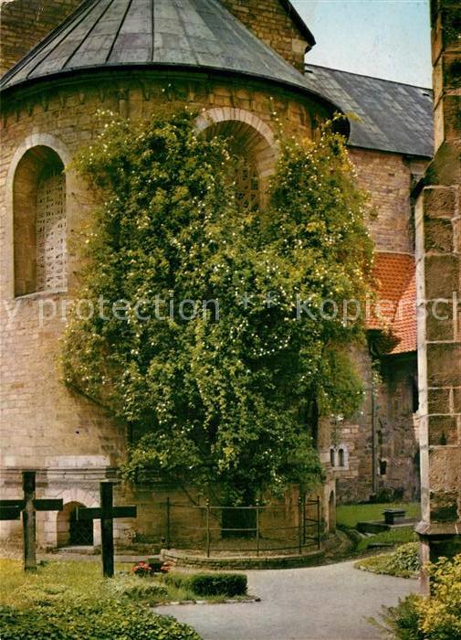 Hildesheim 1000jaehrige Rosenstock