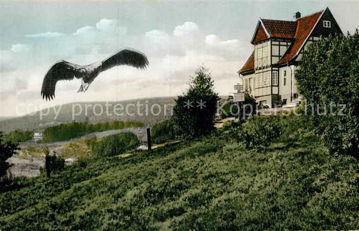 Berlebeck Kaiseradler im Anflug zur Warte