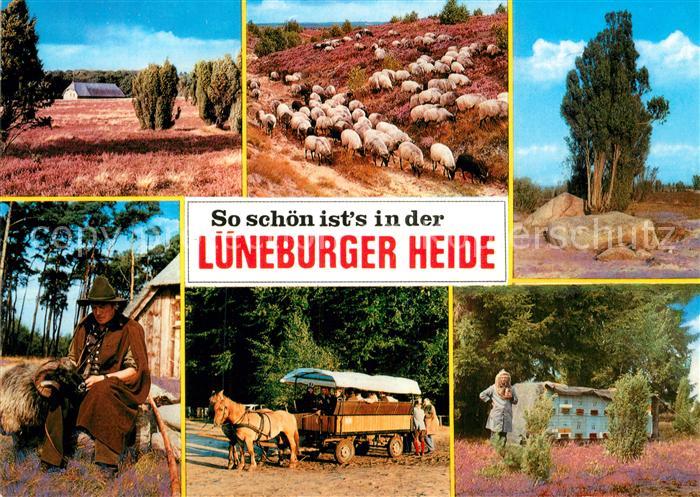 Lueneburger Heide Panorama Schafherde Schaefer Pferdewagen Imker