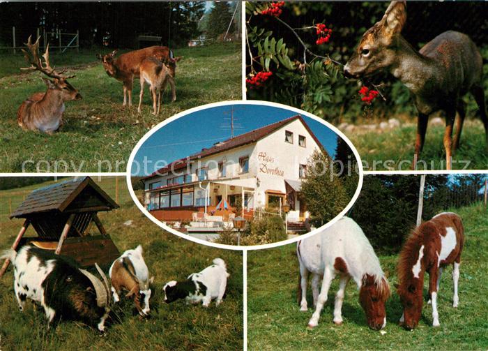 Lenzkirch Hochschwarzwald BW Tiergehege Haus Dorothea