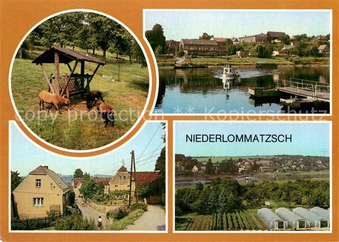 Niederlommatzsch Kamerunschaf Wildgehege Dorfstrasse