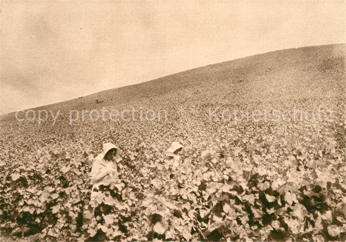 Reims Champagne Ardenne Vignoble Pommery