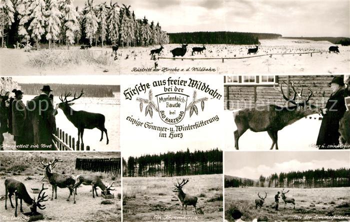 Bad Harzburg Hirsche in freier Wildbahn