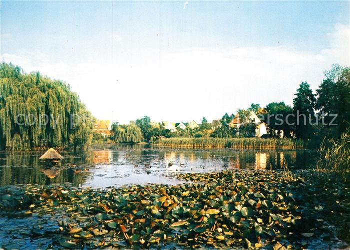 Buende Westfalen Schwanenteich Buergerpark
