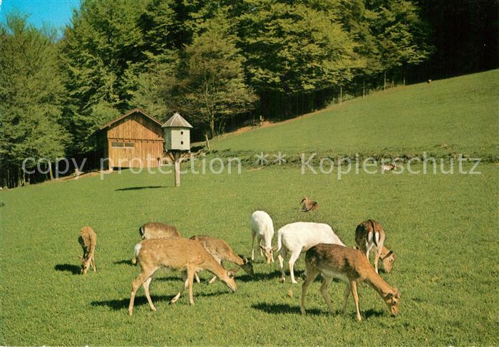 Kirchheim Hessen Wildgehege mit Dammhirschen