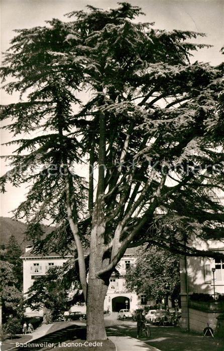 BADENWEILER BW Libanon-Ceder