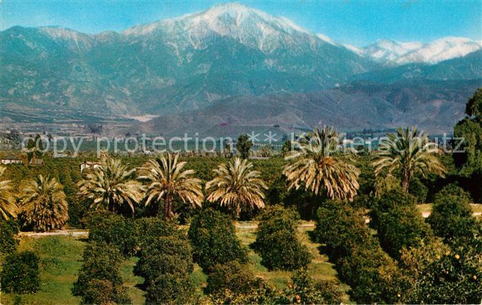 Los Angeles California Orange Groves Snow Capped Mountains