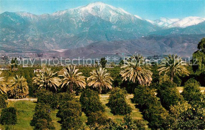 Los Angeles California Orange Groves Snow Capped Mountains