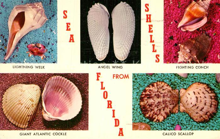 Meerestiere Sea-Shells Florida Angel Wing Calico Scallop Fighting Conch