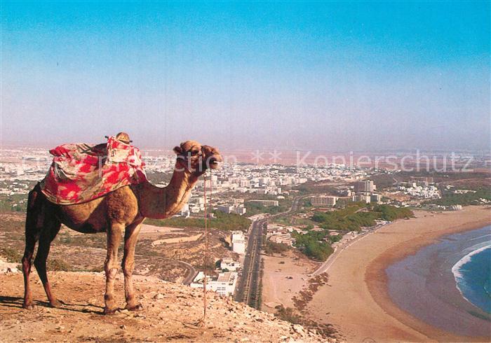 Kamel  Camel Chameau Agadir Baie