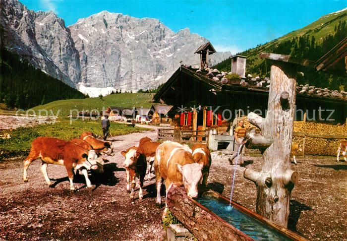 Kuehe Engalm Ahornboden Grubenkarspitze