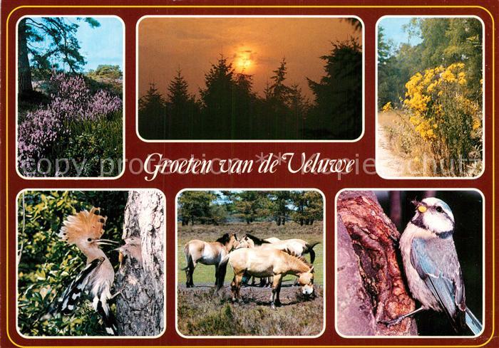 Voegel Birds Oiseaux Uccelli Pajaros-- Pferde Veluwe