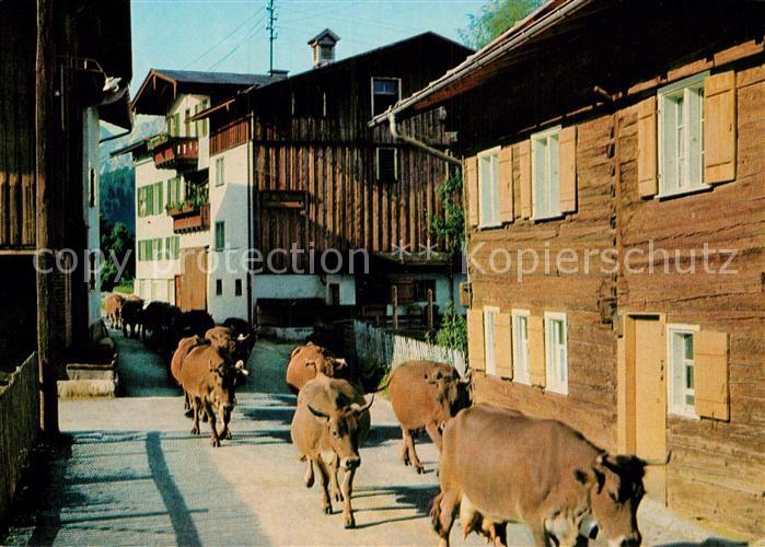 Kuehe Viehaustrieb Allgaeu