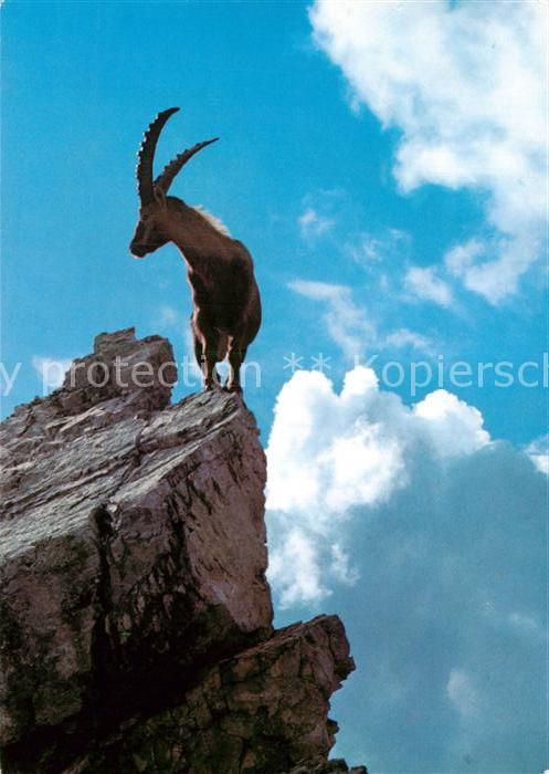 Steinbock Alpensteinbock