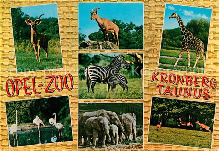 Kronberg Taunus Opel Zoo Gemsen Zebras Giraffe Flamingos Elefanten Springboecke