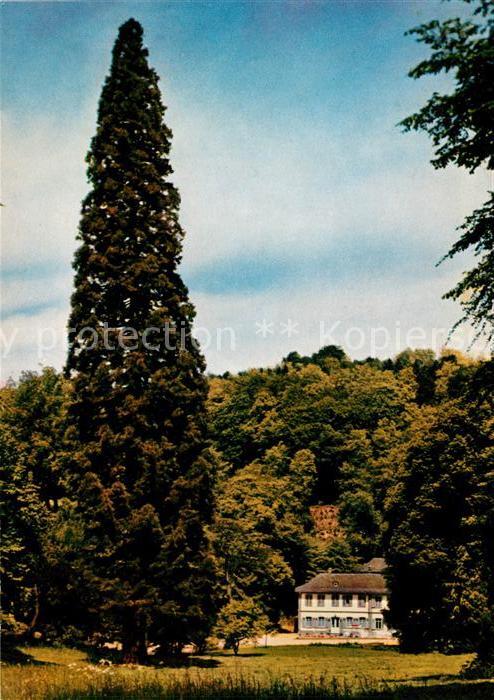 Bensheim Bergstrasse Mammutbaum mit Herrenhaus im Fuerstenlager