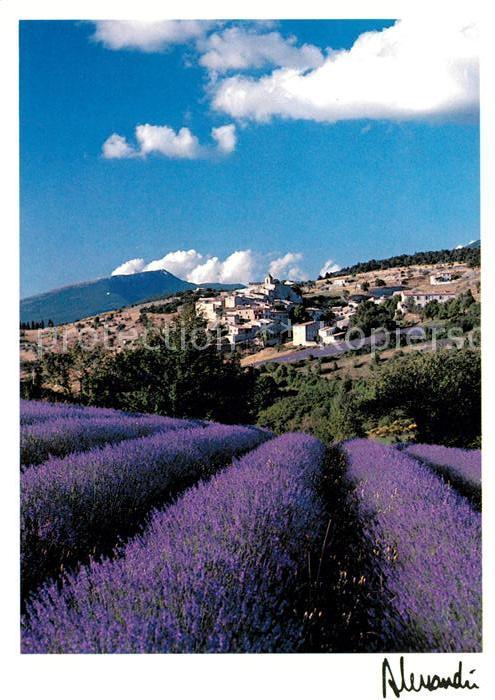 Aurel Vaucluse Lavendel