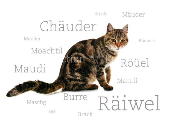Katzen Schweiz