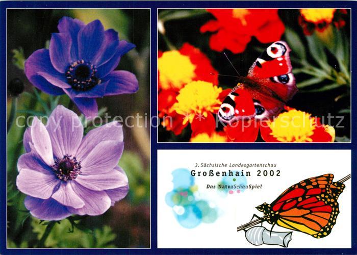 Schmetterlinge Landesgartenschau Grossenhain