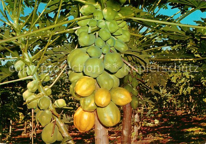 Baeume Trees Pawpaw Tree Australia