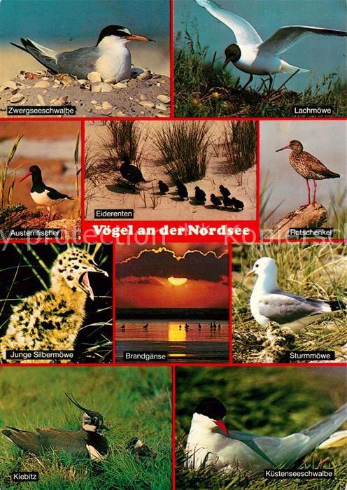 Voegel Birds Oiseaux Uccelli Pajaros-- Nordsee Lachmoewe Austernfischer Rotschen