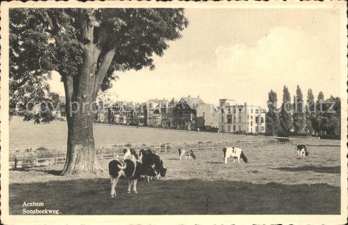 Arnhem Sonsbeekweg Weide Kuehe