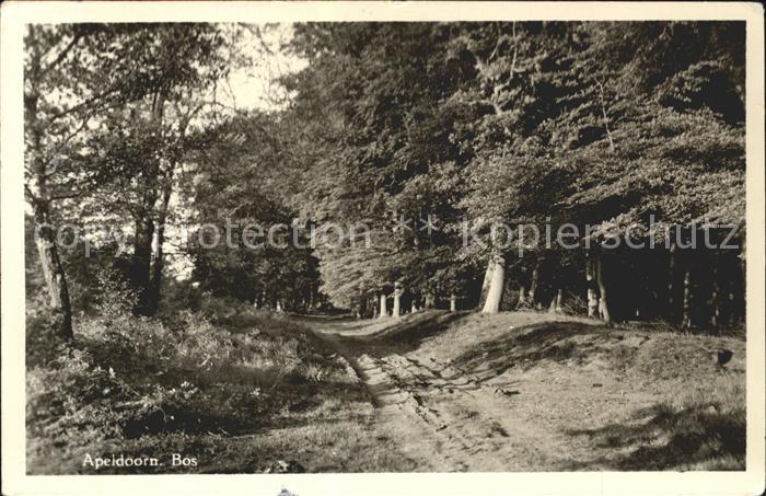 Apeldoorn Bos