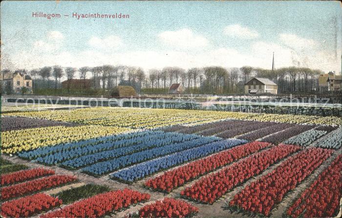 Hillegom Hyacinthenvelden
