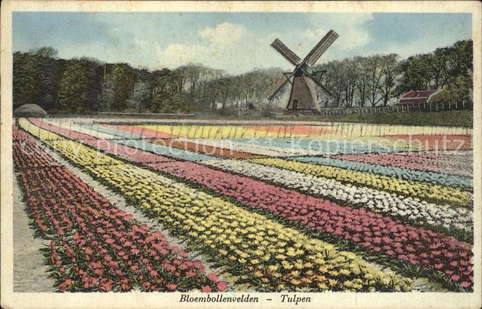Hillegom Bloembollenvelden Tulpen