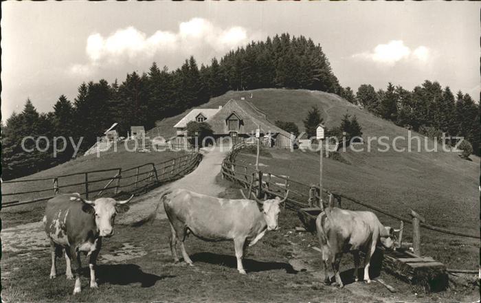 Kaelbelescheuer Almgaststaette und Jungviehweide