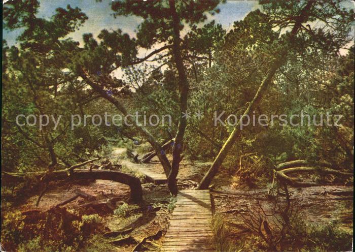 Georgenfeld Georgenfelder Hochmoor Osterzgebirge