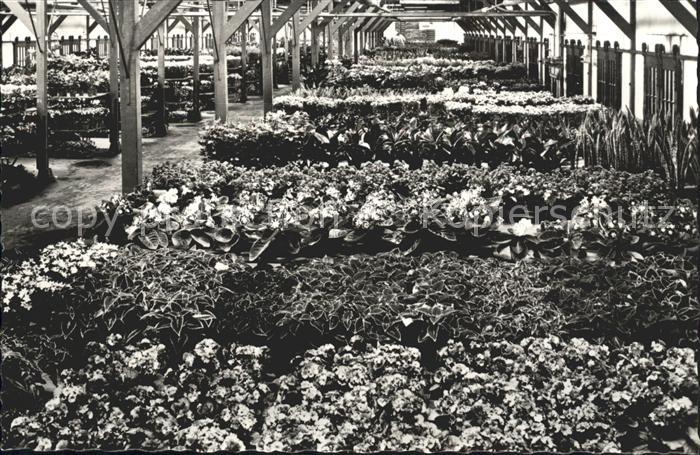 Blumen Auktionslokal Topfpflanzen Auktionszent