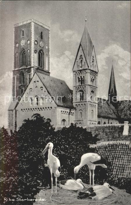 Storch Ribe Storkerede