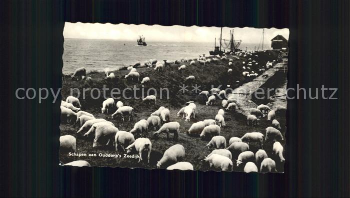 Schafe Schapen Ouddorp's Zeedijk