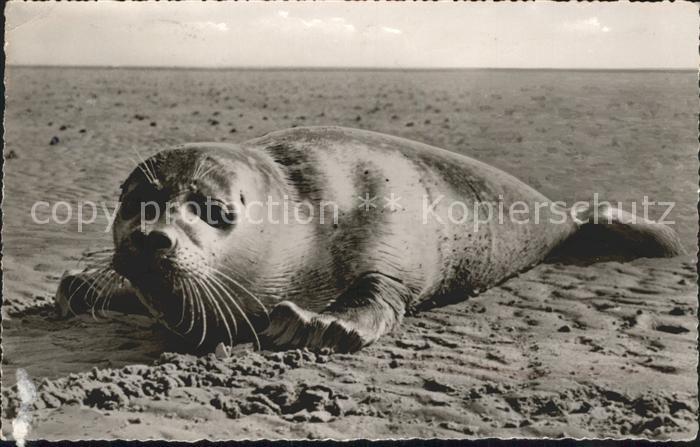 Seehunde Robben Insel Amrum Strand