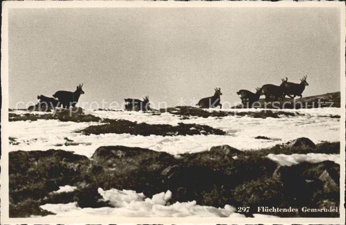 Gemse Fluechtendes Gemsrudel