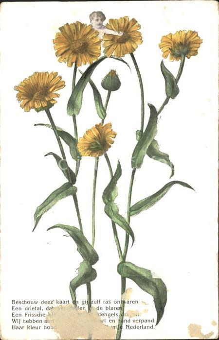 Blumen Gedicht Niederlande