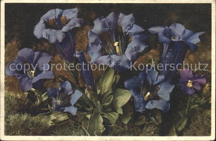 Blumen Kochscher Enzian Gentiana Kochiana