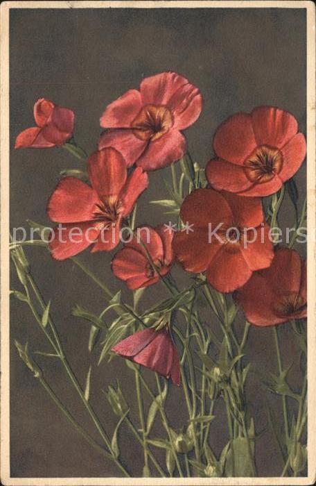 Blumen Roter Lein Linum grandiflorum rubrum