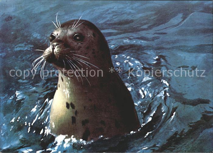 Seehunde Robben Steinkobbe Harbour seal