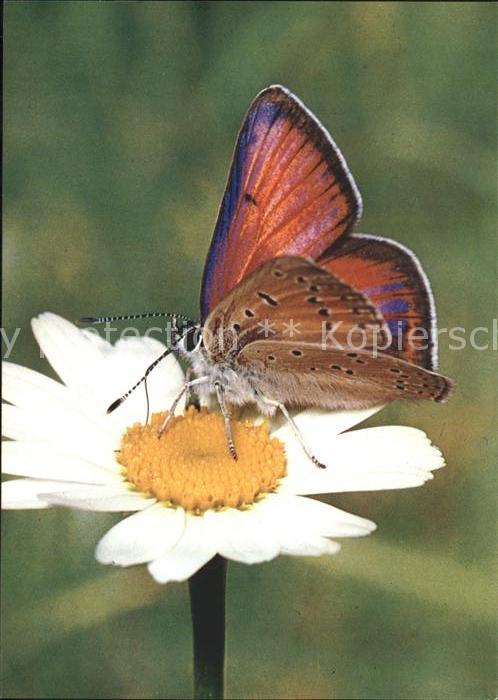 Schmetterlinge Ampfer-Feuerfalter Margerite Spendenkarte