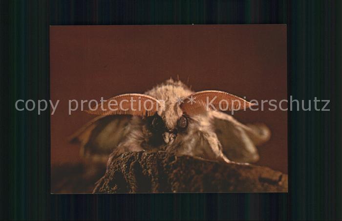 Schmetterlinge Rotschwanz Spendenkarte
