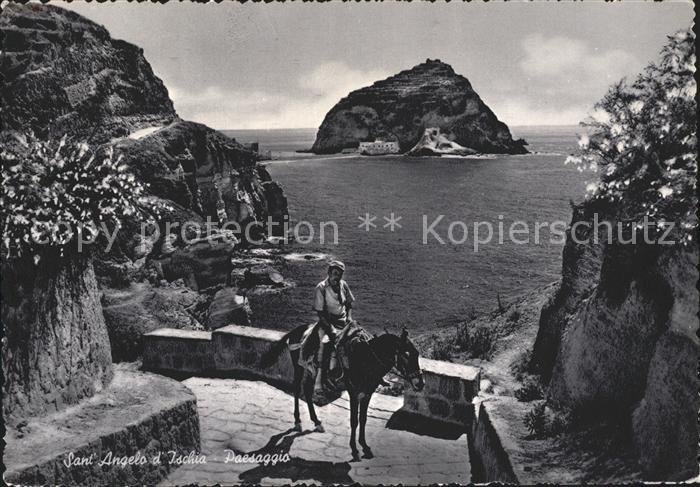 Esel Tiere Sant'Angelo d Ischia